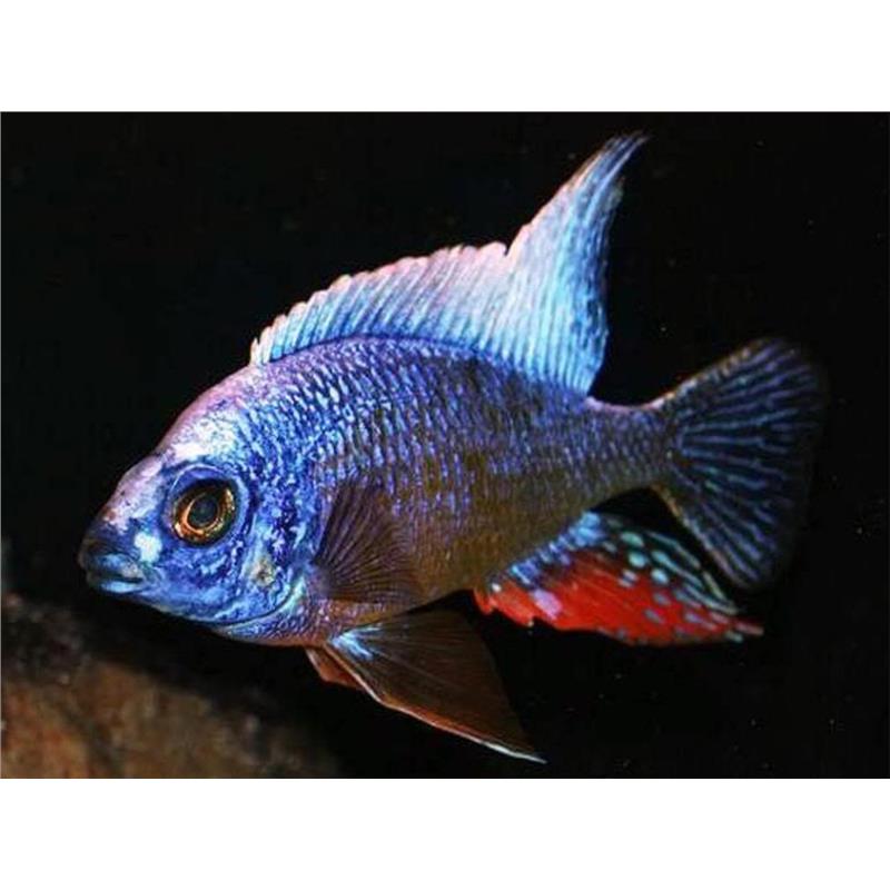 Protomelas sp. Taiwan reef - imagine 5